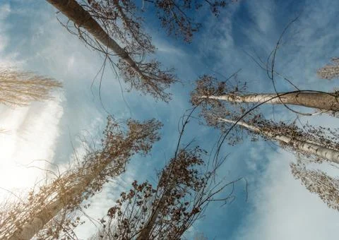 Low Angle view trees Stock Photos