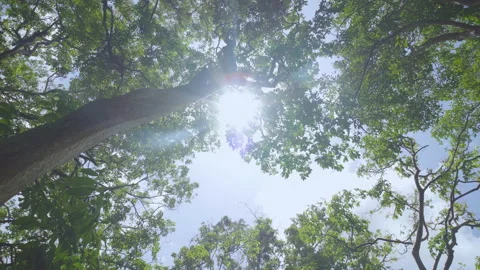 Low angle view trees spring sunbeams bottom sky. Stock Footage 208607417