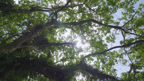 Low angle view trees spring sun beams leaves sky. Stock Footage 208609241