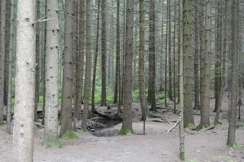 Low angle view of trees in Spring season in the forest Stock Photos