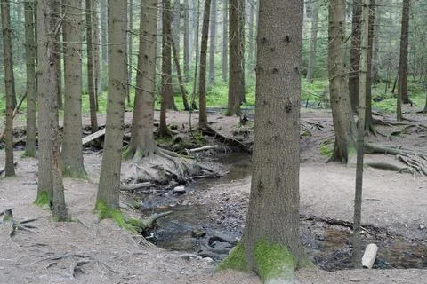 Low angle view of trees in Spring season in the forest Stock Photos