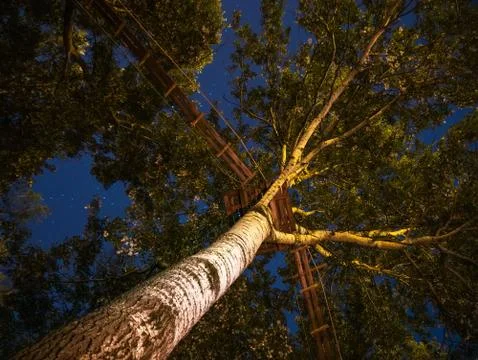 Low angle view of the trees with a walkway Stock Photos