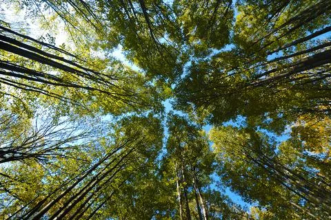 Low angle view of trees with warm sunshine in forest. Ukraine, National park Stock Photos