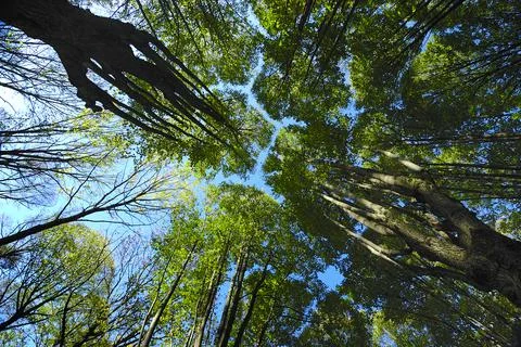 Low angle view of trees with warm sunshine in forest. Ukraine, National park Stock Photos