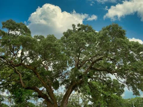 Low angle view of a treetop Stock Photos