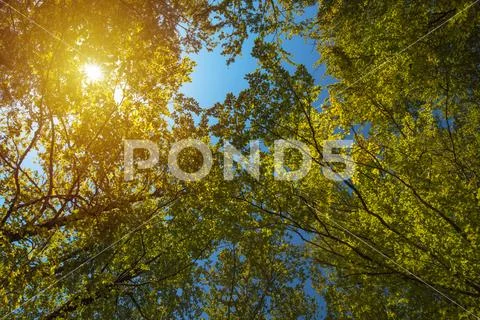 Low angle view of treetops in forest in summer Stock Photos