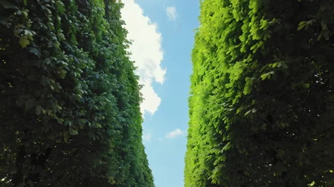 Low angle view of trimmed garden hedges under bright summer sky Stock Footage 316734016