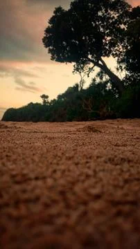 Low angle view of tropical beach sand with tree silhouettes at sunset Stock Photos