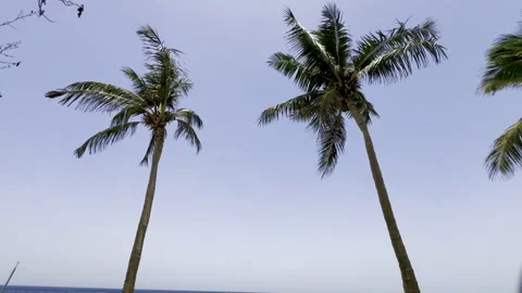 Low angle view of tropical coconut palm trees against clear blue sky in summer 動画素材 335289054