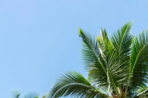 Low angle view of tropical coconut palm leaves on blue sky. Stock Photos