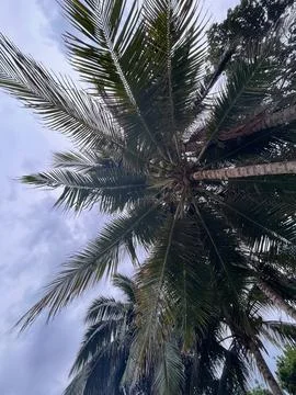 Low angle view of tropical coconut palm trees against a cloudy sky Stock Photos