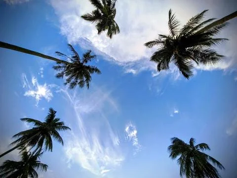 Low Angle View of Tropical Coconut Palm Trees Silhouetted Foto stock