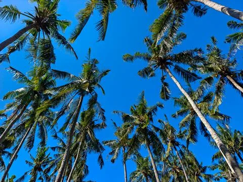 Low Angle View of Tropical Coconut Palm Trees Against a Clear Blue Sky Foto stock