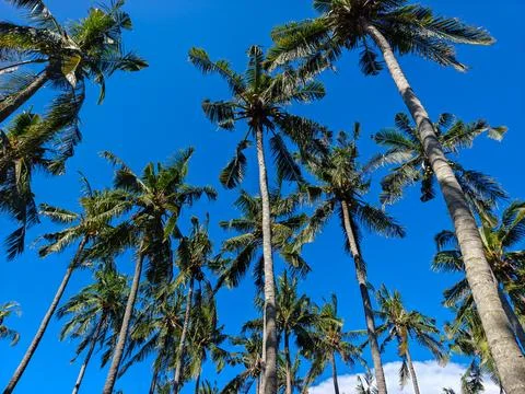 Low Angle View of Tropical Coconut Palm Trees Against a Clear Blue Sky Foto stock