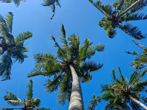 Low Angle View of Tropical Coconut Palm Trees Against Clear Blue Sky Stockfoto's