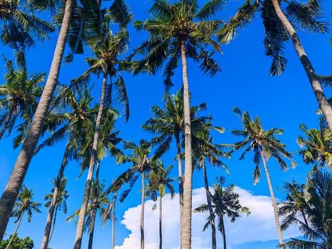 Low Angle View of Tropical Coconut Palm Trees Against a Vibrant Blue Sky Stock Photos