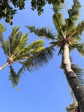 Low Angle View of Tropical Coconut Palm Trees Against Clear Blue Sky Stock Photos