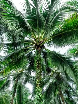Low angle view of tropical coconut palm trees with lush green fronds agains.. Stock Photos