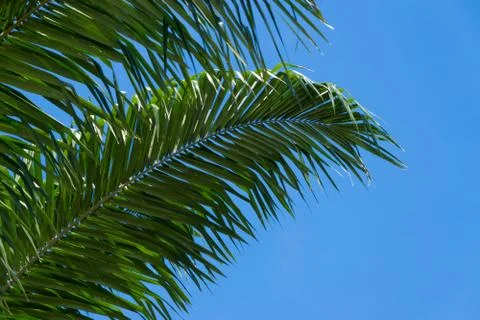 Low angle view of tropical old palm leaves isolated on blue sky background. 스톡 사진