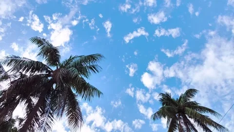 Low angle view of tropical palm trees swaying against bright blue sky fille.. Vídeos de archivo 344426427