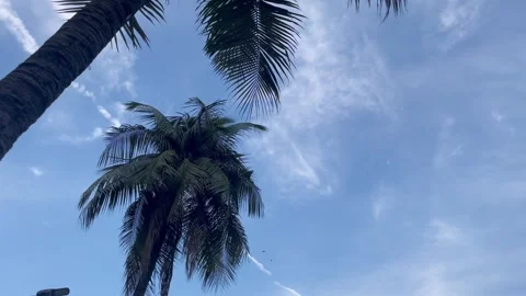 Low Angle View of Tropical Palm Trees Against a Cloudy Blue Sky Stock-Footage 345979822