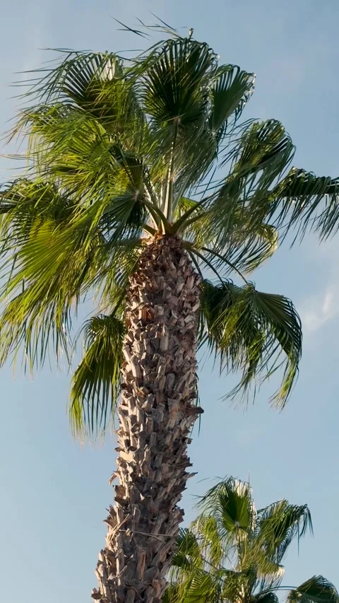 Low angle view of a tropical palm tree with leaves moving Video stock 346804467