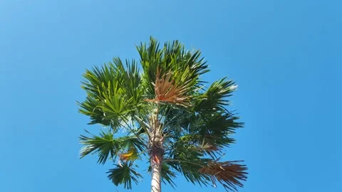Low-angle view of tropical Sadeng palm with wide fronds and blue sky Video stock 311380773