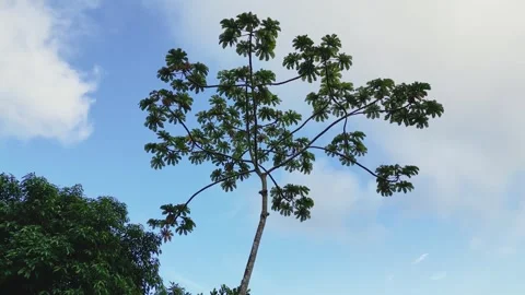 Low Angle View of Tropical Tree Canopy Against Blue Sky with Clouds – Ilhabela Vídeos de archivo 334617475