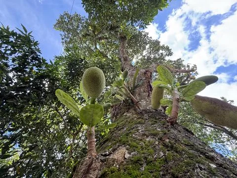 Low Angle View of Tropical Tree Trunk with Ferns and Blue Sky 写真素材