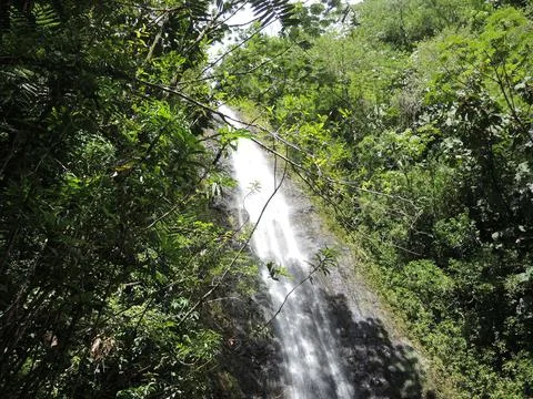Low angle view of a tropical waterfall, Manoa Falls, Oahu, Hawaii Stock Photos
