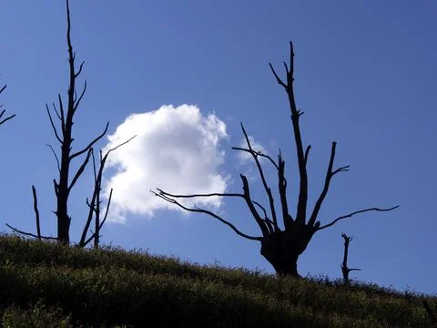 A low angle view of the trunk of the dead tree under the blue cloudy sky in F Stock Photos