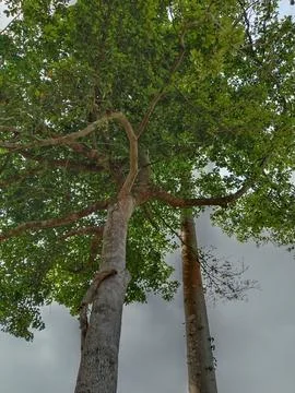 Low Angle View of Twin Tall Tropical Trees with Lush Canopy Stock Photos