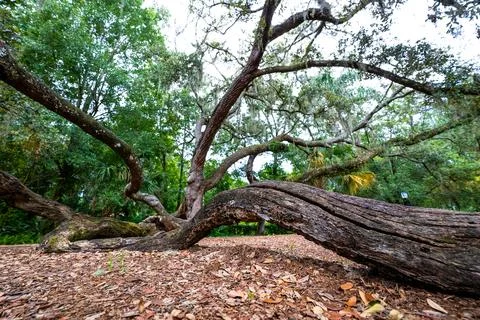 Low Angle View of Twisting Live Oak in Orlando, Florida Stock Photos
