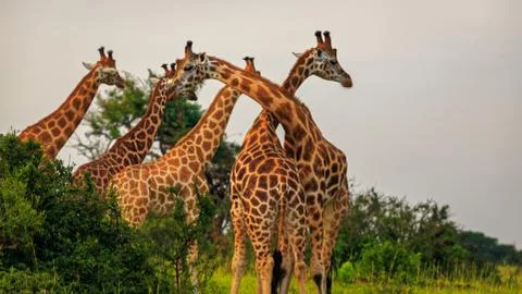 Low angle view of two giraffe necking among the tower 스톡 사진