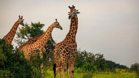Low angle view of two giraffe necking 스톡 사진
