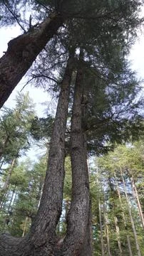 Low-angle view of two massive cedar trunks creating a natural corridor. Stock Photos