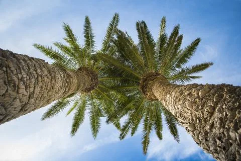 Low angle view on two palm trees shot directly into the sun. Stock Photos