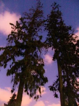 Low angle view of two tall trees and colorful cloudy skies at twilight Foto stock