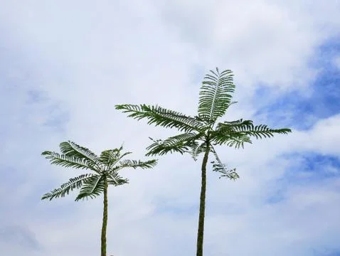 Low Angle View of Two Trees Against Blue Cloudy Sky Stock Photos