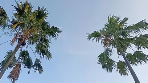 Low angle view of two tropical palm trees swaying gently Stock Footage 339050569