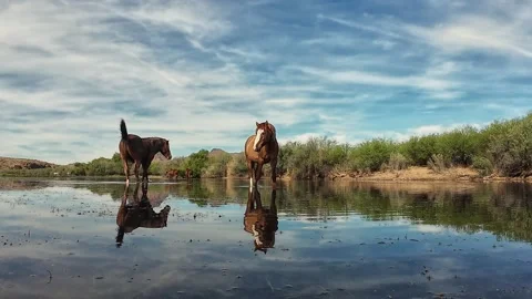 Low Angle View Of Two Wild Horses Feeding In A River In Arizona Stock Footage 331313764