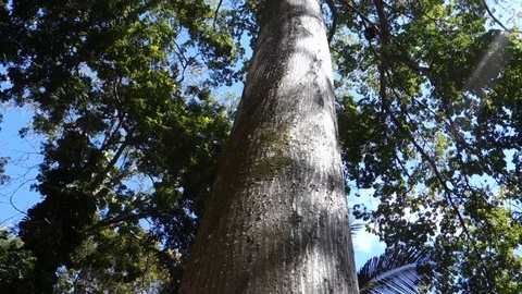 Low angle view under the ceiba tree towards canopy. 库存影片 79497699