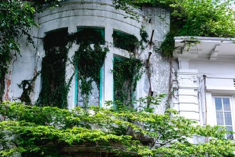 Low angle view under the shady green tree with leaves covering the sunlight Stock Photos
