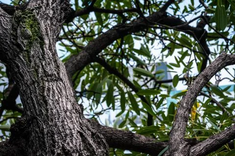 Low angle view under the shady green tree exposed the wood texture with leave Stock Photos