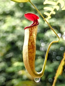 Low angle view. An upper pitcher carnivorous plant with shallow depth of field Stock Photos