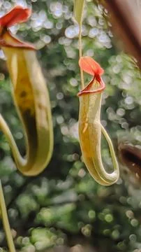 Low angle view. An upper pitcher carnivorous plant with shallow depth of field. Stock Photos