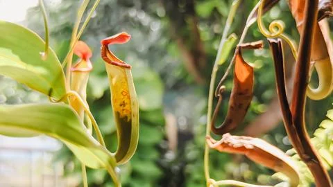 Low angle view. An upper pitcher carnivorous plant with shallow depth of field. Stock Photos