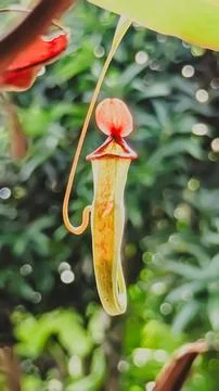 Low angle view. An upper pitcher carnivorous plant with shallow depth of field. Stock Photos
