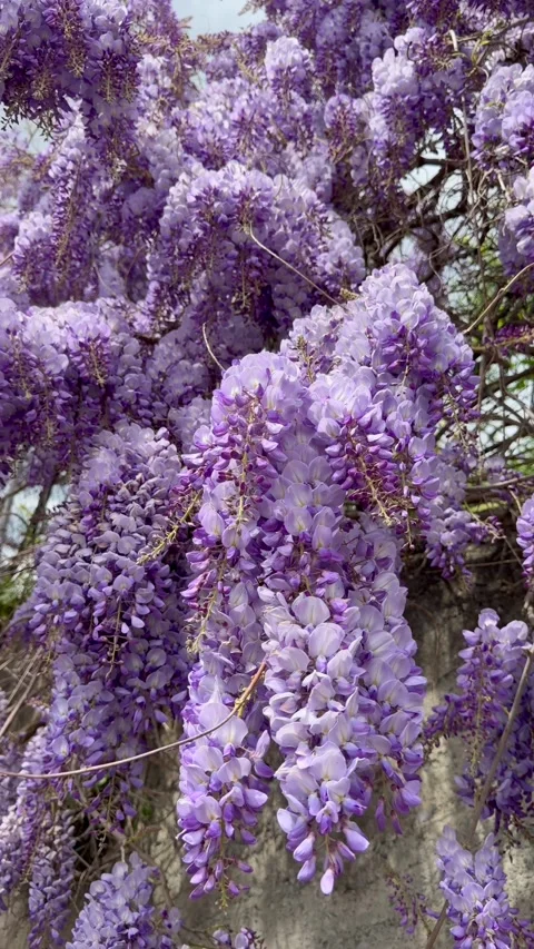 Low angle view upward through Wisteria sinensis purple bloom canopy against open Stock Footage 334683110