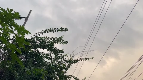 Low Angle View of Urban Foliage and Power Lines Under Overcast Sky Stock-Footage 345669354